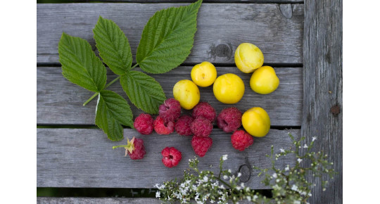 Топ 10 фруктово-квіткових ароматів, для жінок